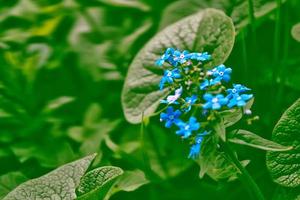 fleurs sauvages me-nots sur le fond du paysage d'été. photo