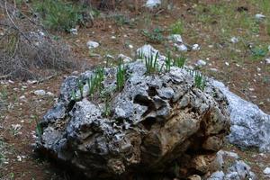 les plantes vertes et les fleurs poussent sur les pierres photo