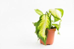 plante d'intérieur en pot fanée. feuille de dieffenbachia molle sur fond blanc. soin des plantes d'intérieur, problèmes, parasites, mauvais entretien, apparence malsaine. copie espace photo