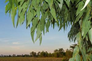 feuilles d'eucalyptus. branche eucalyptus arbre nature arrière plan photo