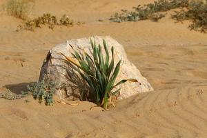 dune de sable sur les rives de la mer méditerranée dans le nord d'israël. photo