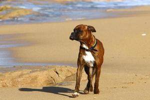 chien pour une promenade dans un parc de la ville au bord de la mer méditerranée photo