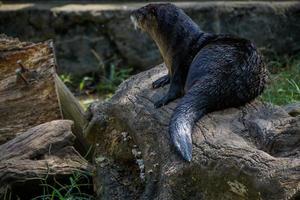 Loutre sur journal au zoo photo