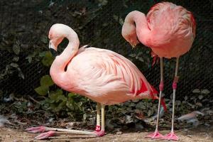 deux flamants roses au repos photo