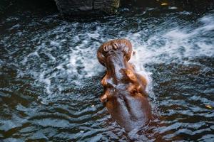 l'hippopotame mord l'eau en jouant dans la cascade photo