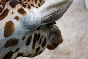 gros plan de girafe photo