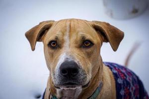 gros plan de chien dans la neige photo