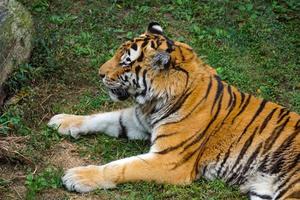 tigre observe les visiteurs au zoo du missouri photo