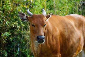 une vache banteng dans un zoo du missouri photo
