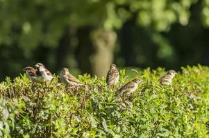 moineaux sur geen bush sur fond vert photo