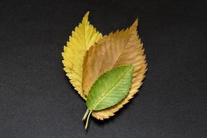 feuilles d'orme d'automne colorées sur fond noir photo