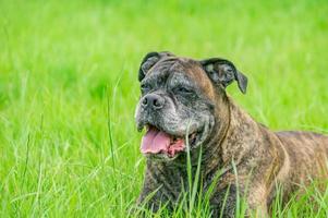 le vieux boxeur allemand se trouve sur l'herbe photo