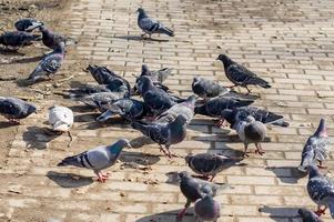 les pigeons se battent pour la nourriture