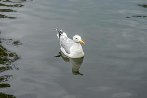 mouette dans l'eau photo