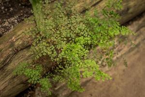 plante tropicale avec de petites feuilles sur une souche photo