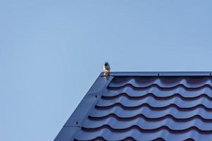 oiseau assis sur le toit sur fond de ciel bleu photo