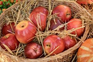 pommes rouges dans le panier. récolte de fruits et légumes photo