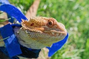 Libre d'un dragon barbu pogona vitticeps sur l'herbe verte. animal domestique exotique. photo