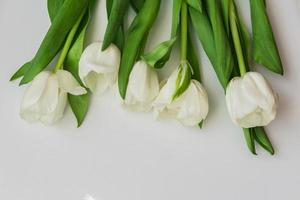 tulipes en fleurs blanches et violettes. fond floral photo