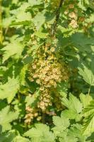 groseille bush en fleur gros plan photo