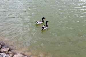 canards sur la rive d'un lac d'eau douce. photo