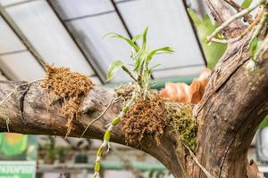 racines de plantes exotiques sur un arbre photo