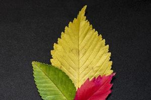 feuilles d'orme d'automne colorées sur fond noir photo