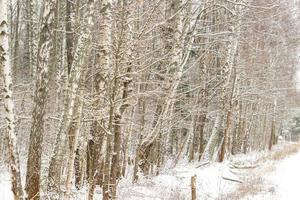 forêt de bouleaux d'hiver russe photo