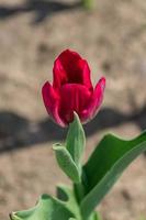 gros plan sur une tulipe en fleurs rouges