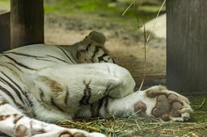 tigre blanc endormi photo