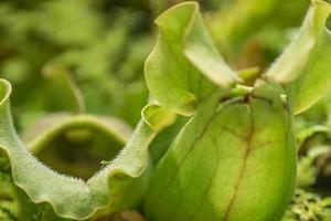 gros plan de plante carnivore, moucherolle photo