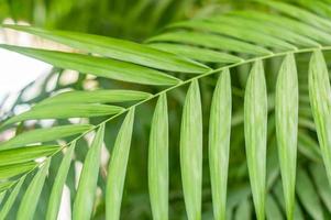 gros plan de feuilles de palmier photo