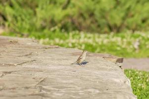 moineau assis sur une grosse pierre grise sur fond vert photo