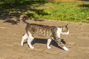 chat sauvage marchant sur le trottoir photo