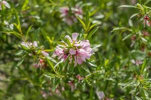 Bush avec gros plan de fleurs roses photo