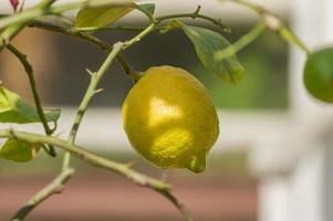 gros plan de citron sur un arbre photo