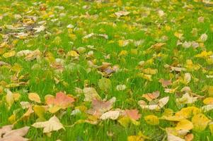 feuilles d'érable à l'automne photo