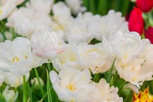gros plan du champ de tulipes blanches photo