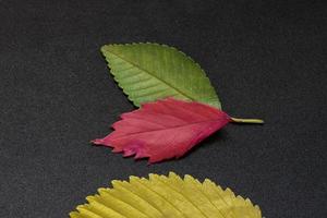 feuilles d'orme vert, jaune et rouge sur fond noir photo