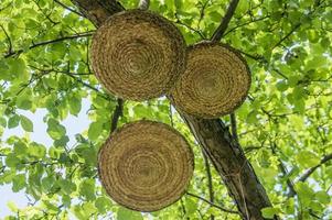 décorations de canne accrochées à un arbre dans le parc de la ville photo