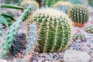 cactus en forme de boule à l'extérieur. conception de jardin. photo