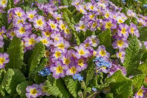 champ de petites fleurs roses photo