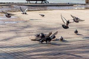 les pigeons se battent pour la nourriture photo