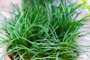 gros plan de jeune herbe verte poussant en pot. jardinage domestique. photo