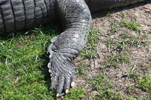 un énorme crocodile se trouve sur l'herbe au bord de la rivière. photo