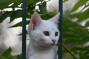 le chat domestique est un mammifère de la famille des félins de l'ordre des carnivores. photo