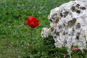 des anémones rouges fleurissent dans une clairière. photo