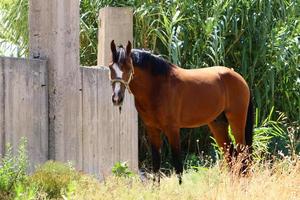 cheval à l'écurie en israël. photo