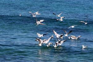 mouettes dans le ciel au-dessus de la mer. photo