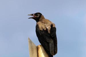 corbeau dans le parc de la ville au bord de la mer. photo